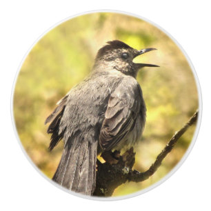 Graue Catbird Keramik Knob singen Keramikknauf