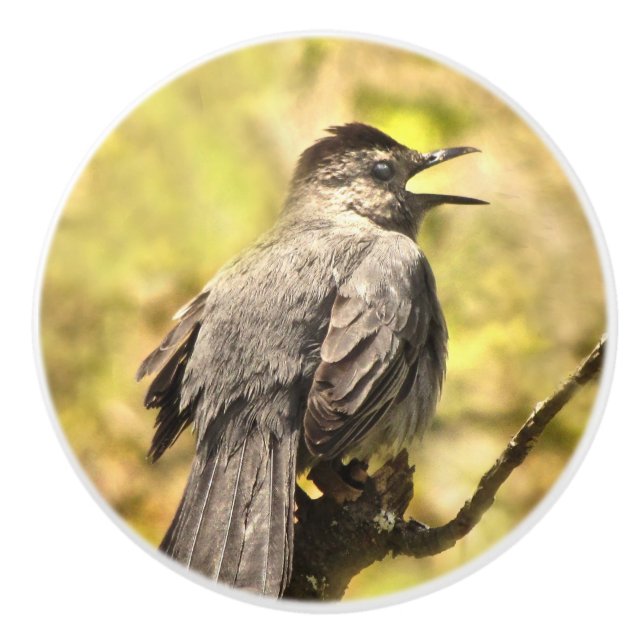 Graue Catbird Keramik Knob singen Keramikknauf (Vorderseite)