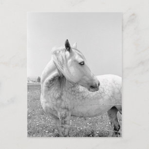 Graue Dappled at Pasta Postkarte