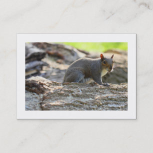 Graue Eichhörnchen (besetzt) Visitenkarte