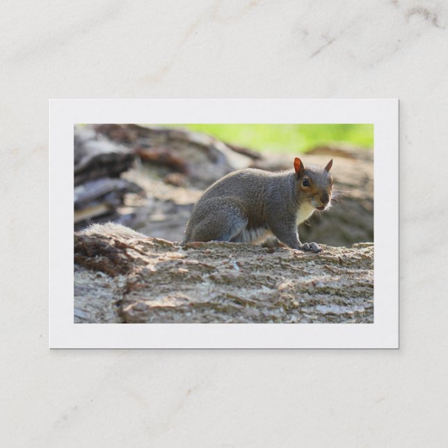 Graue Eichhörnchen (besetzt) Visitenkarte (Vorderseite)