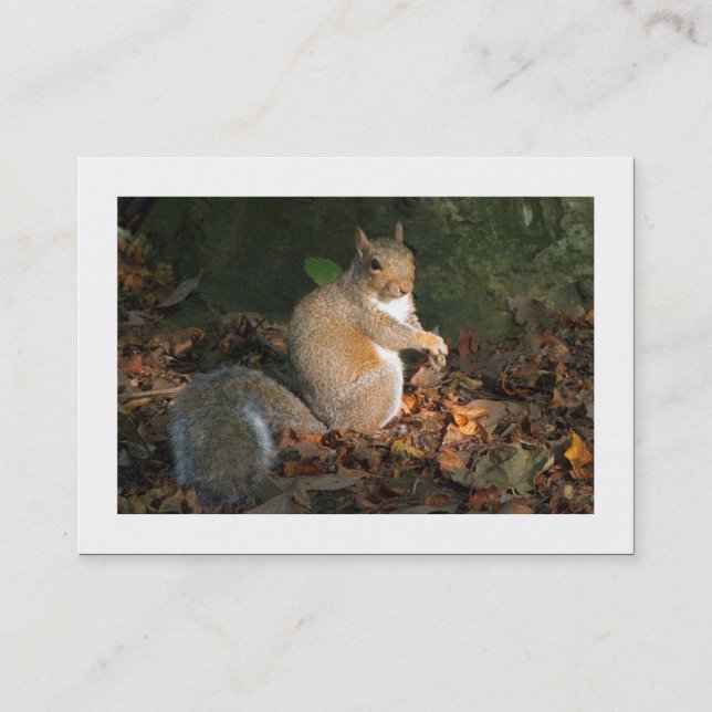 Graue Eichhörnchen (besetzt) Visitenkarte (Vorderseite)