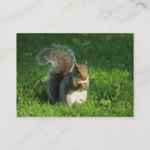 Graue Eichhörnchen, Bute Park, Cardiff Visitenkarte