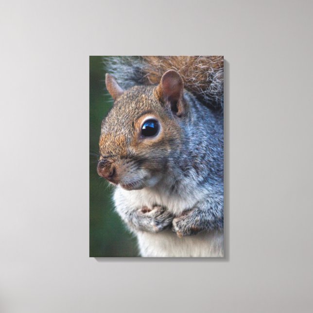 Graue Eichhörnchen gezackte Canvas Print Leinwanddruck (Vorderseite)