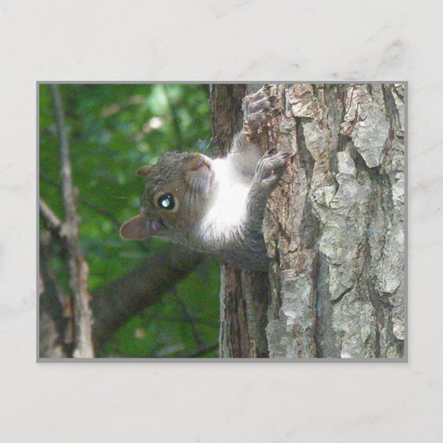Graue Eichhörnchen Schcolle von altem Baum Postkarte (Vorderseite)