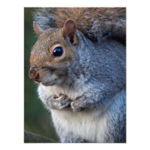 Graue Eichhörnchenprint Fotodruck