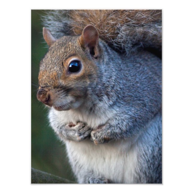 Graue Eichhörnchenprint Fotodruck (Vorne)