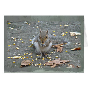 Graue Eichhörnchenserie