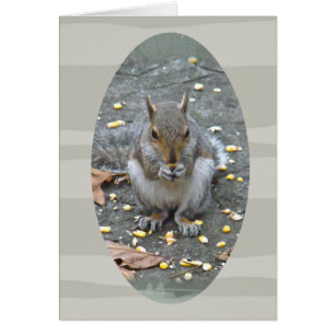 Graue Eichhörnchenserie