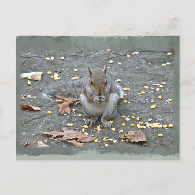 Graue Eichhörnchenserie Postkarte (Vorderseite)