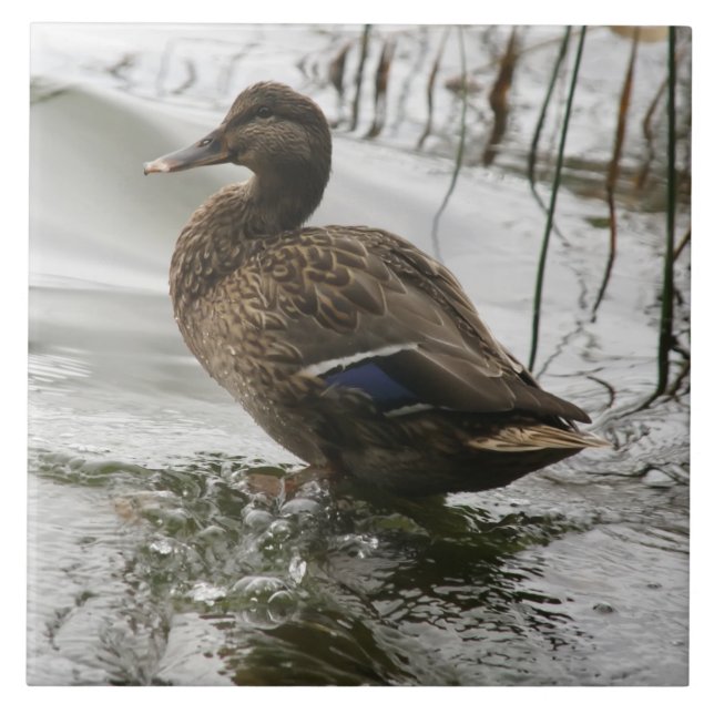 Graue Ente im Dunkeln des Sees Fliese (Vorderseite)