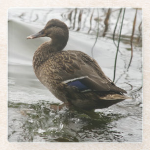 Graue Ente im Dunkeln des Sees Glasuntersetzer