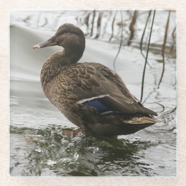 Graue Ente im Dunkeln des Sees Glasuntersetzer (Vorderseite)
