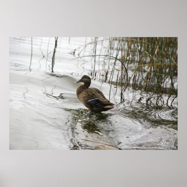 Graue Ente im Dunkeln des Sees Poster (Vorne)