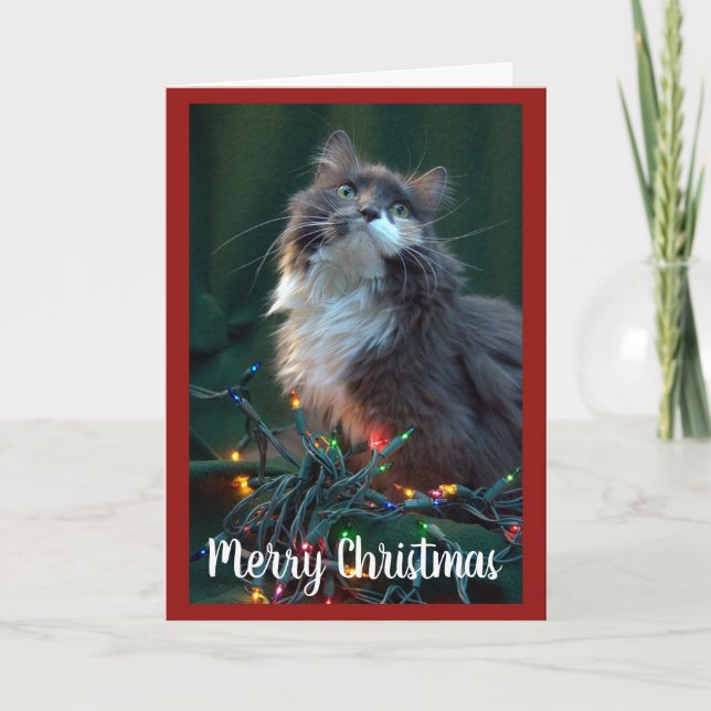 Graue Fluffy Cat und Weihnachtsbeleuchtung Feiertagskarte (Vorderseite)