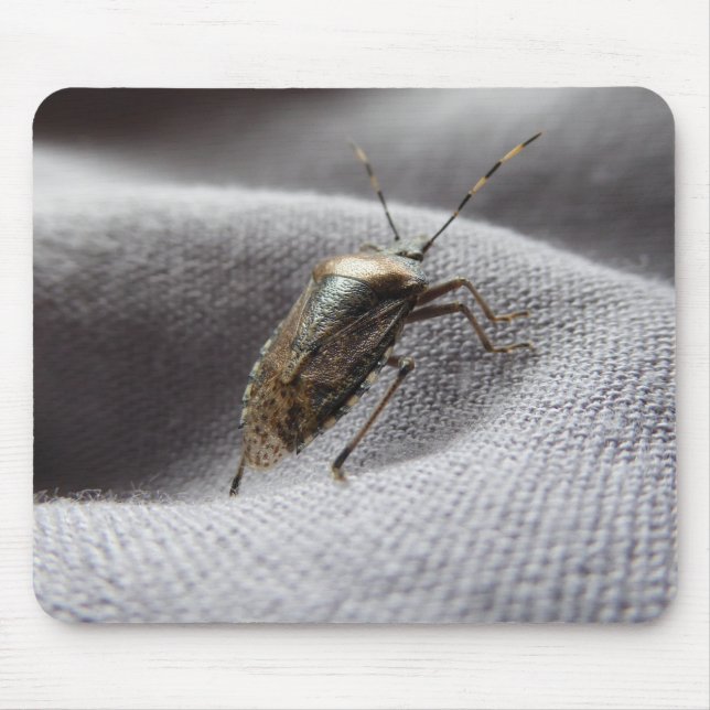 Graue Gartenwanze Buggy stink bug Mousepad (Vorne)
