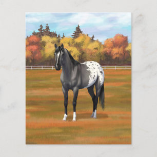 Graue Grulla Appaloosa Vierter Stallion