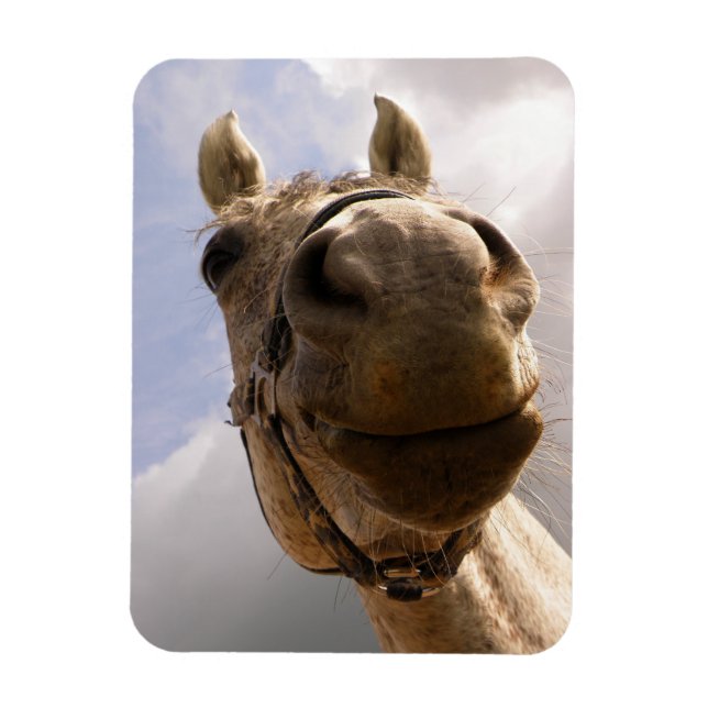 Graue Horse Nase Nah Magnet (Vertikal)