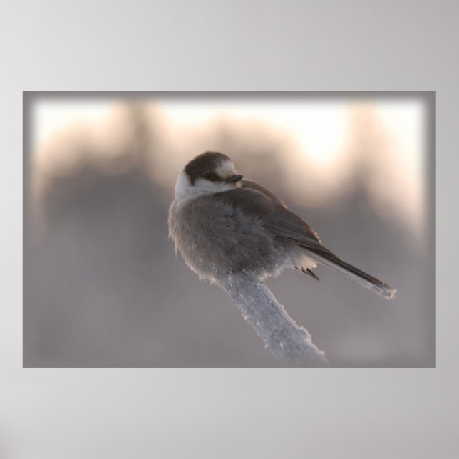 Graue Jay 2 Poster (Vorne)