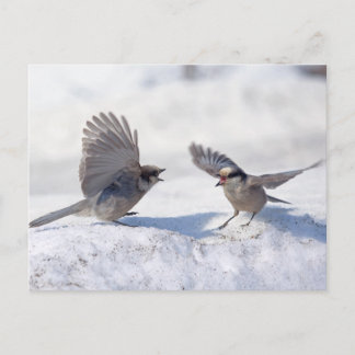 Graue Jay 9737 Postkarte