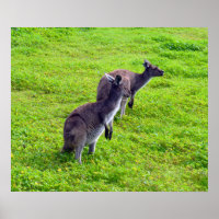Graue Kangaroos auf grünem Gras, Poster
