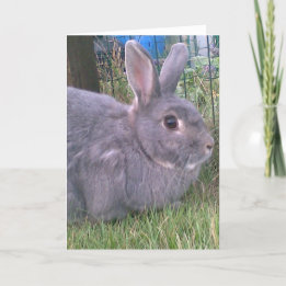 Graue Kaninchen-Grüße-Karte. Das Angebot an Verans Karte