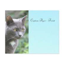 Graue Kätzchen mit Blau