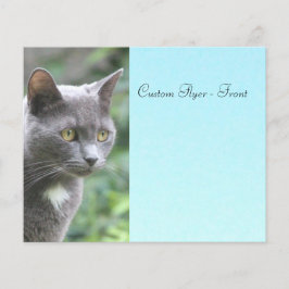 Graue Kätzchen mit Blau Flyer