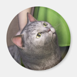 Graue Katze 3 Magnet