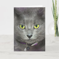 Graue Katze Alt Spaß