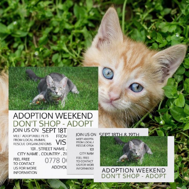 Graue Katze auf Gras, Adoption von Begleitern Flyer (Von Creator hochgeladen)