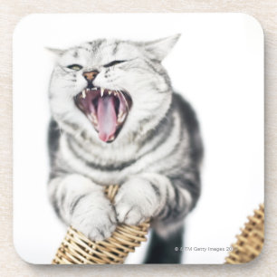 graue Katze auf weißem Hintergrund Getränkeuntersetzer