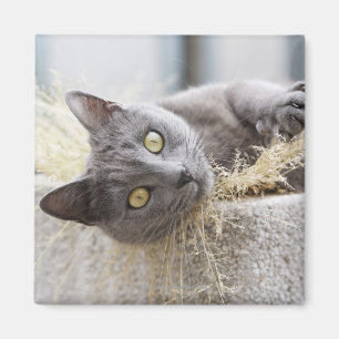 Graue Katze, die im Topf, Olargues, Herault, Magnet