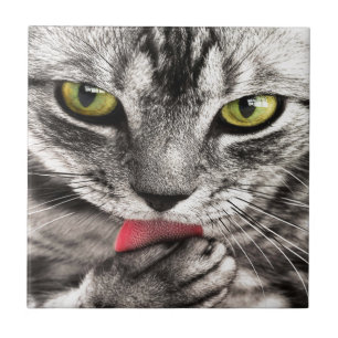 Graue Katze Fliese