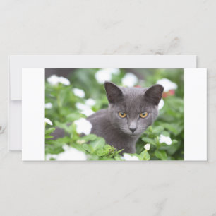 Graue Katze im Garten