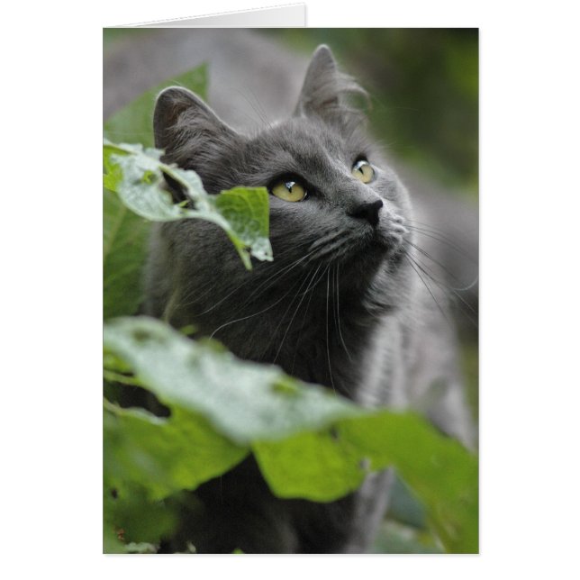 Graue Katze im Garten (Vorne)