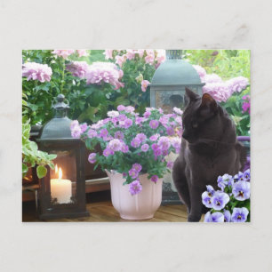 Graue Katze im Garten Postkarte