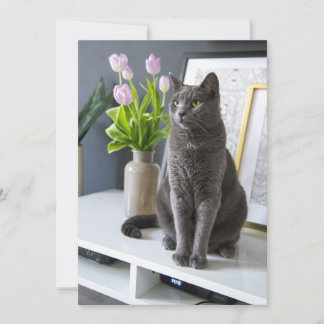 Graue Katze in einem Büro. Feiertagskarte