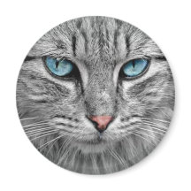 Graue Katze mit blauen Augen