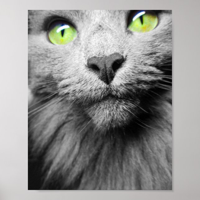 Graue Katze mit hellgrünen Augen Poster (Vorne)