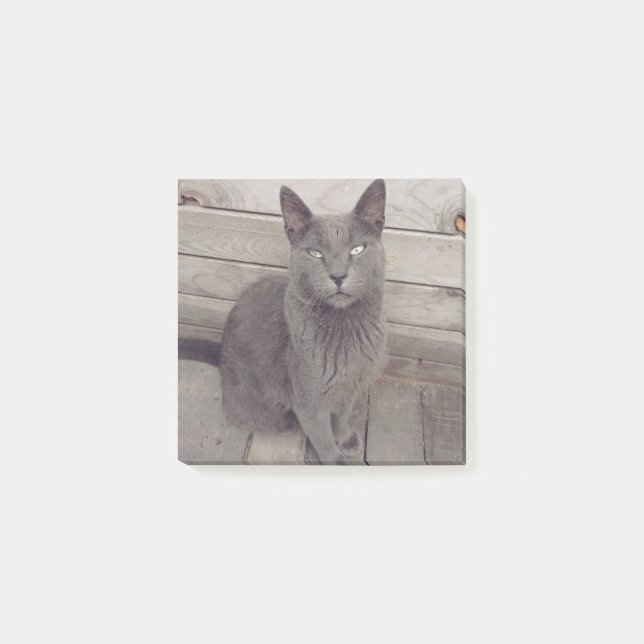 Graue Katze Post-it Klebezettel (Vorderseite)
