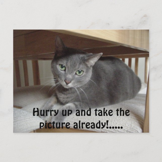 Graue Katze/Russisch Blau Postkarte (Vorderseite)