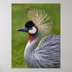 graue Krane Print Poster