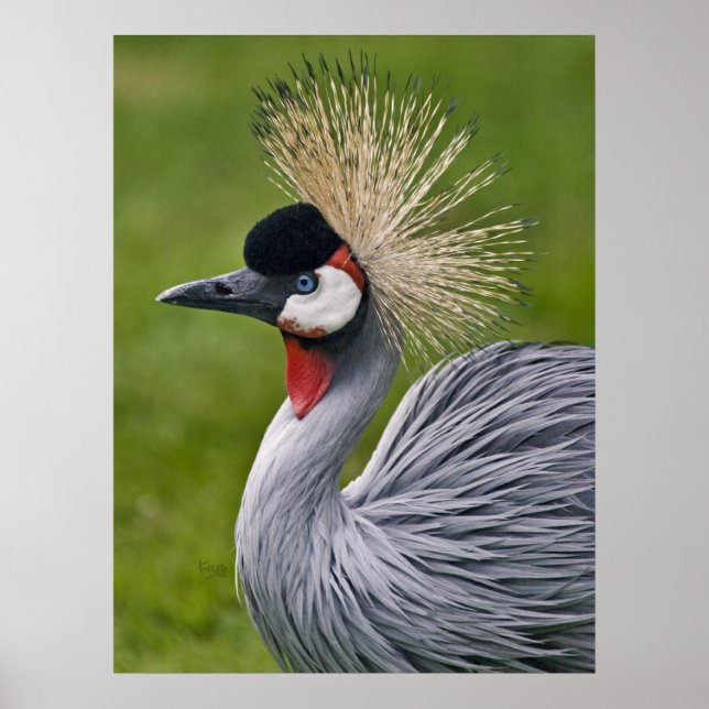 graue Krane Print Poster (Vorne)