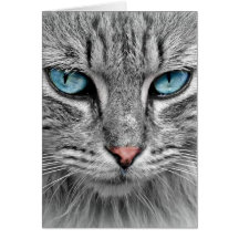 Graue Langhaarkatze Blaue Augen Haustier