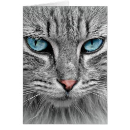 Graue Langhaarkatze Blaue Augen Haustier