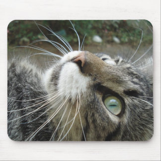 Graue Maine-Waschbär-Katze Mousepad