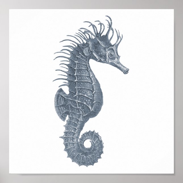 Graue Meereswelt Gruppe 12A Print #5 Seepferd Poster (Vorne)