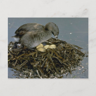 Graue mit Nest Postkarte