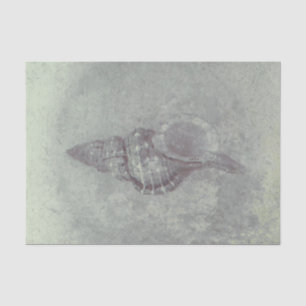 Graue Muschel Vintage-Ozean-Strand-Textur Seidenpapier